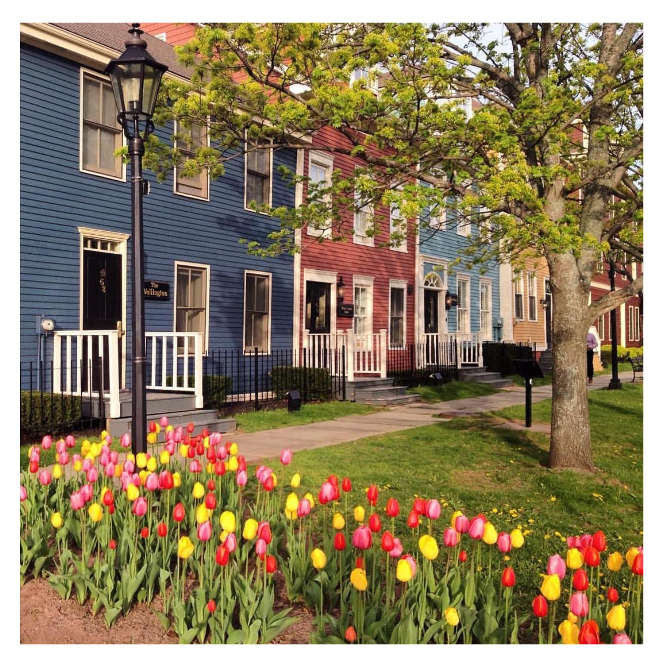 Tulips.jpg Tulips.jpg