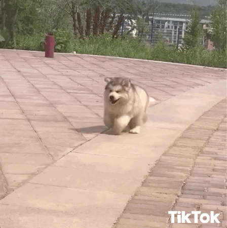 giphy (1).gif giphy (1).gif