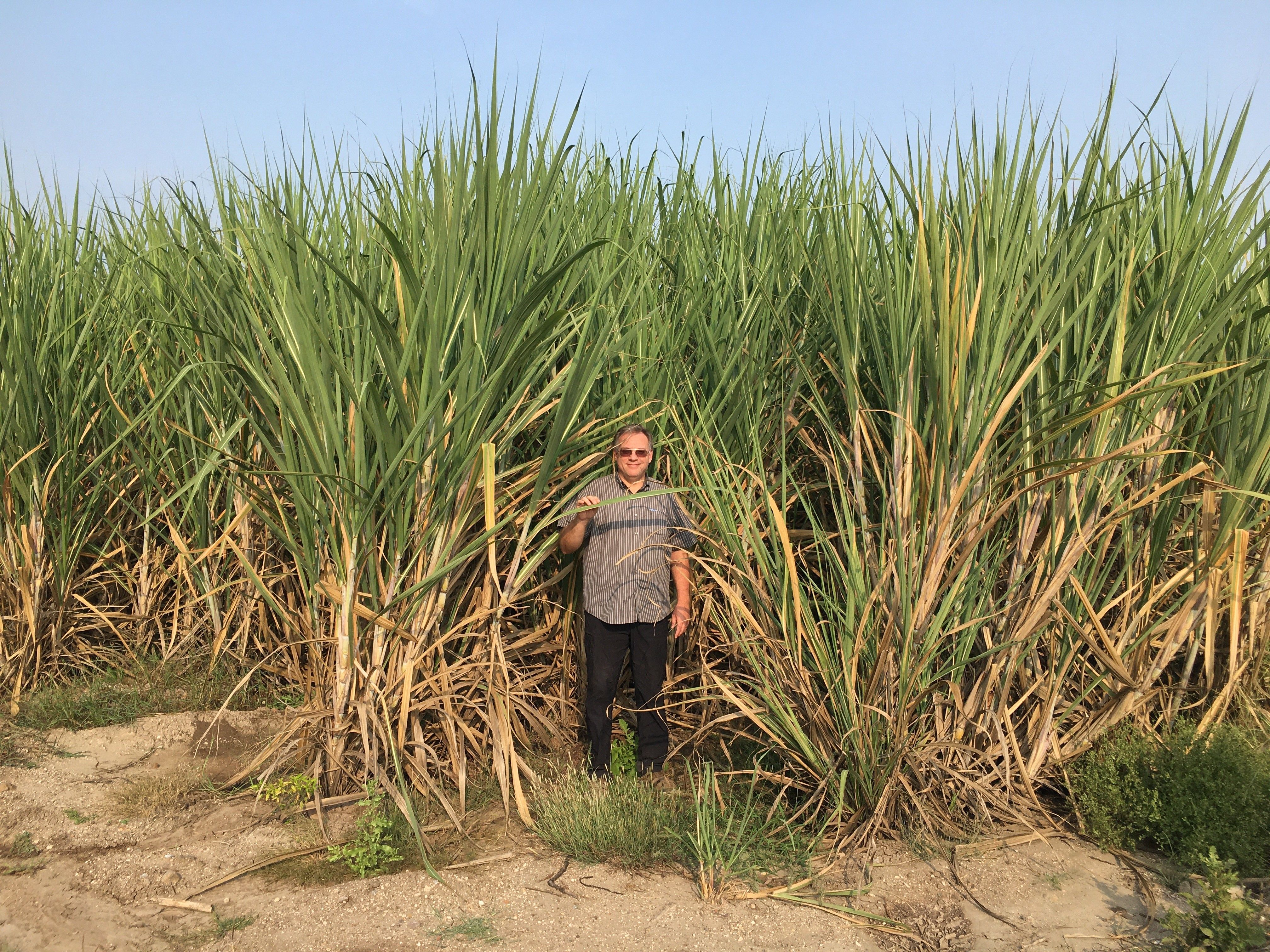 sugarcane.jpg sugarcane.jpg