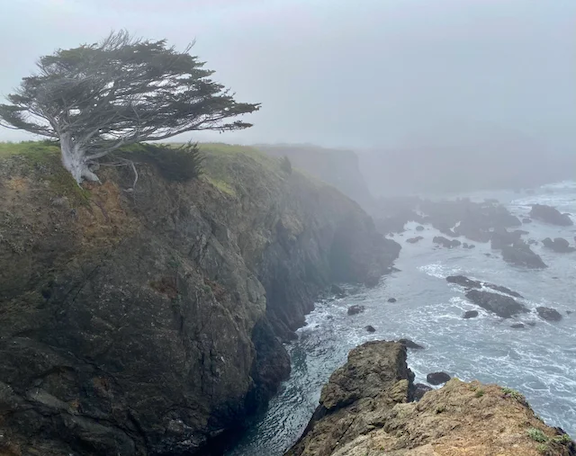 lone-windswept-monterey-cypress-clinging-to-the-cliffside-v0-cpo7h6y1hk6b1 copy.png lone-windswept-monterey-cypress-clinging-to-the-cliffside-v0-cpo7h6y1hk6b1 copy.png