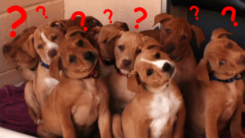 questions.gif questions.gif