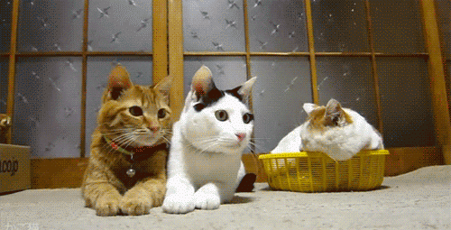 giphy (26).gif giphy (26).gif