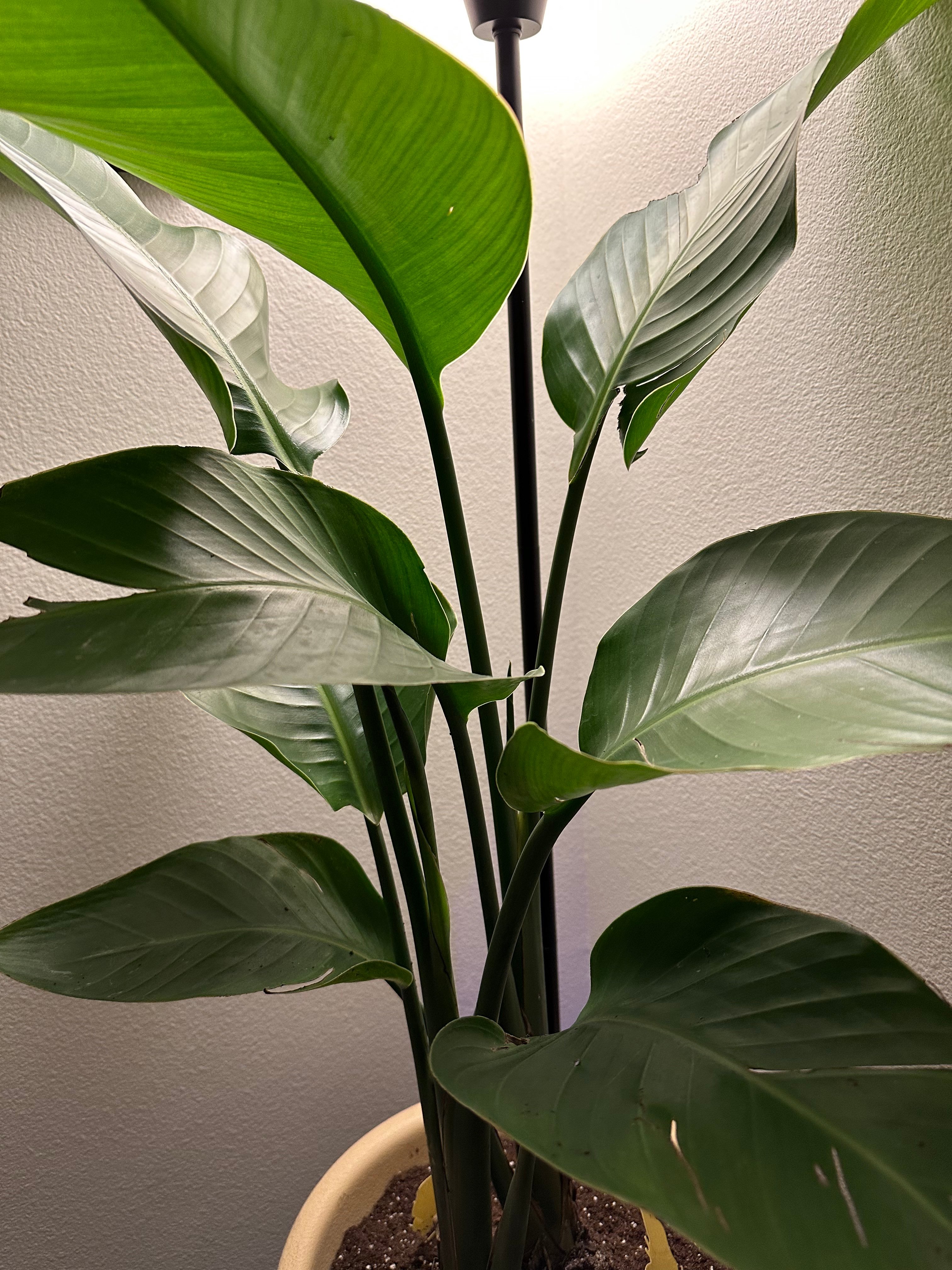 birdofparadise.jpeg birdofparadise.jpeg