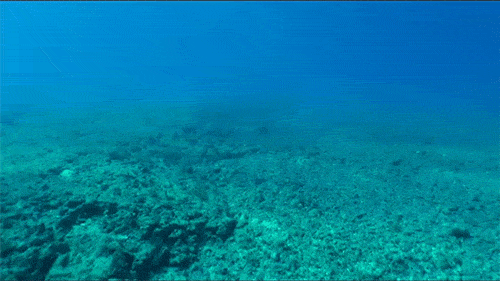 voge-trader-seafloor-before-restoration_noaa_2.gif voge-trader-seafloor-before-restoration_noaa_2.gif