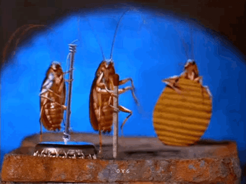 bugs-bug.gif bugs-bug.gif