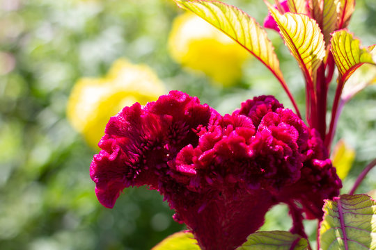 Velvet plant.jpg Velvet plant.jpg