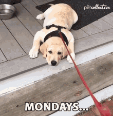 mondays-lazy.gif mondays-lazy.gif