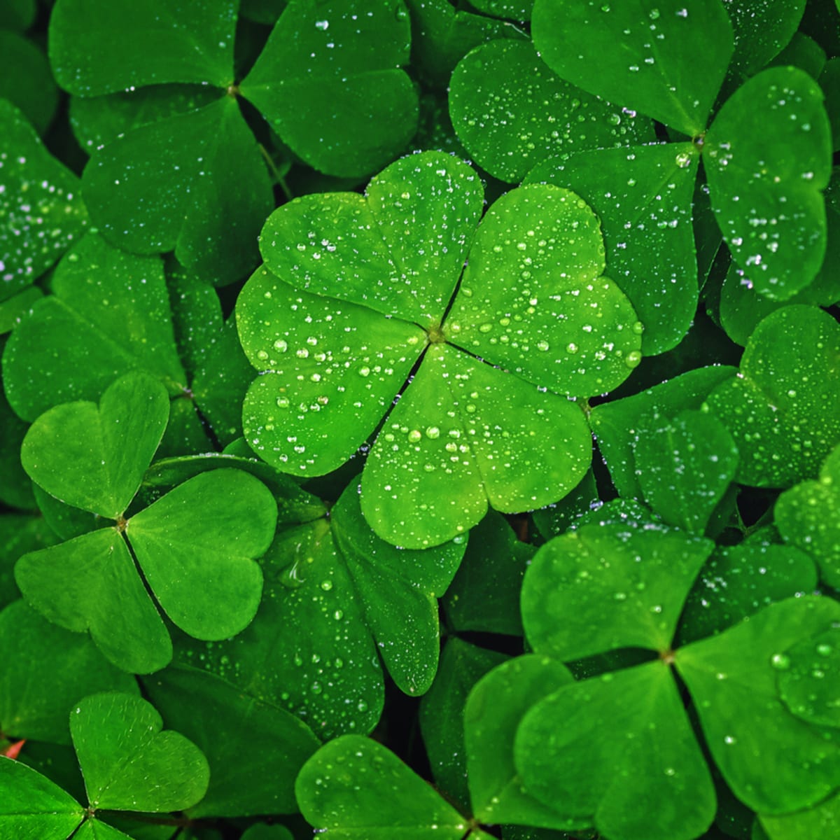 4leafclover.jpeg 4leafclover.jpeg