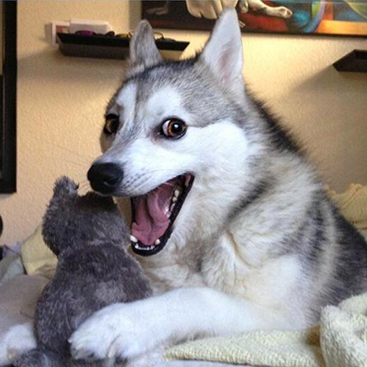 pun dog.png pun dog.png