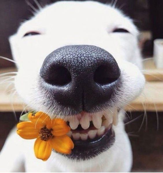 happydog.jpeg happydog.jpeg