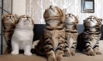 dream-team-cats.gif dream-team-cats.gif