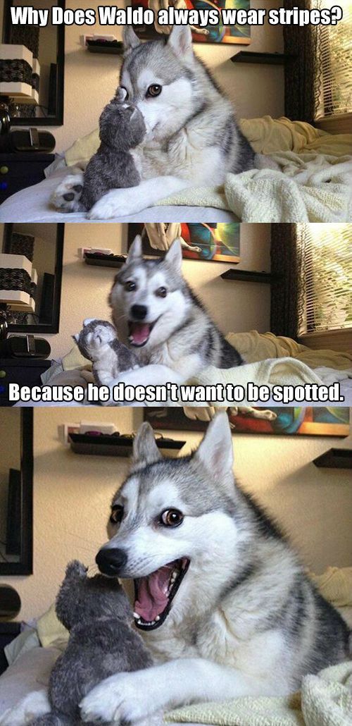 pun husky.jpg pun husky.jpg