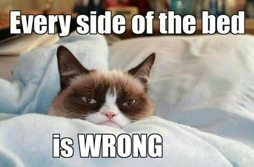 gumpy cat.jpg gumpy cat.jpg
