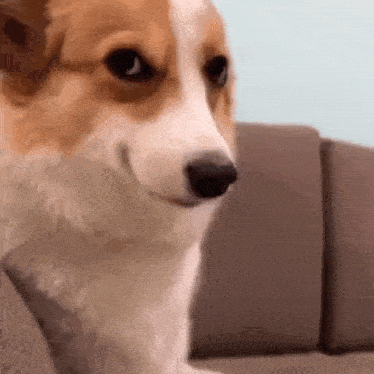 corgi-smirk.gif corgi-smirk.gif