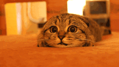 cute cat GIF.gif cute cat GIF.gif