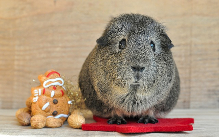 guinea-pig-klein.jpg guinea-pig-klein.jpg