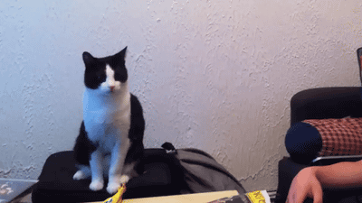 using-gifs-support-5.gif using-gifs-support-5.gif