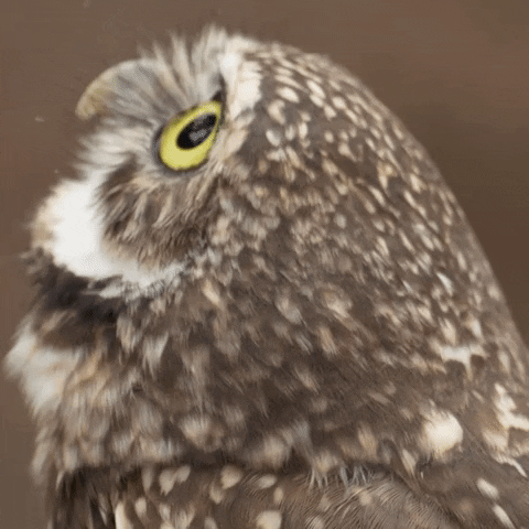 Eyes Wow GIF by San Diego Zoo Wildlife Alliance.gif Eyes Wow GIF by San Diego Zoo Wildlife Alliance.gif