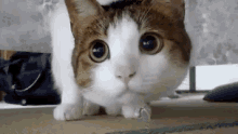 cat-looking.gif cat-looking.gif