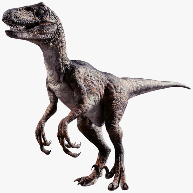 Raptor.jpg Raptor.jpg