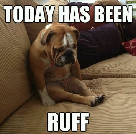sadpuppy.jpeg sadpuppy.jpeg