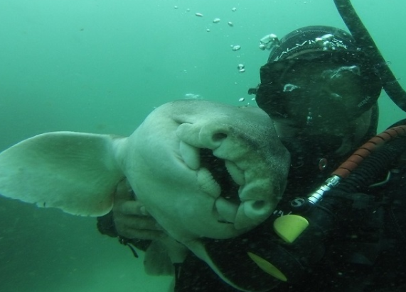 2019-02-14 15_45_58-port jackson shark - Google Search.png 2019-02-14 15_45_58-port jackson shark - Google Search.png