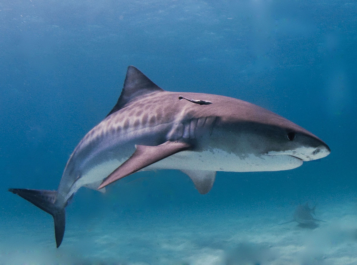 1200px-Tiger_shark.jpg 1200px-Tiger_shark.jpg