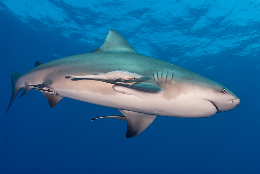bigstock-Bull-Shark-5774496.jpg bigstock-Bull-Shark-5774496.jpg