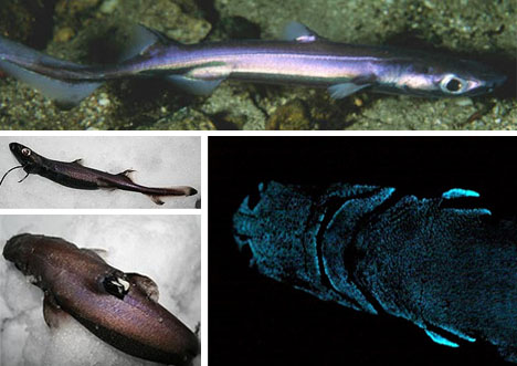Velvet-Belly-Lantern-Sharks1.jpg Velvet-Belly-Lantern-Sharks1.jpg