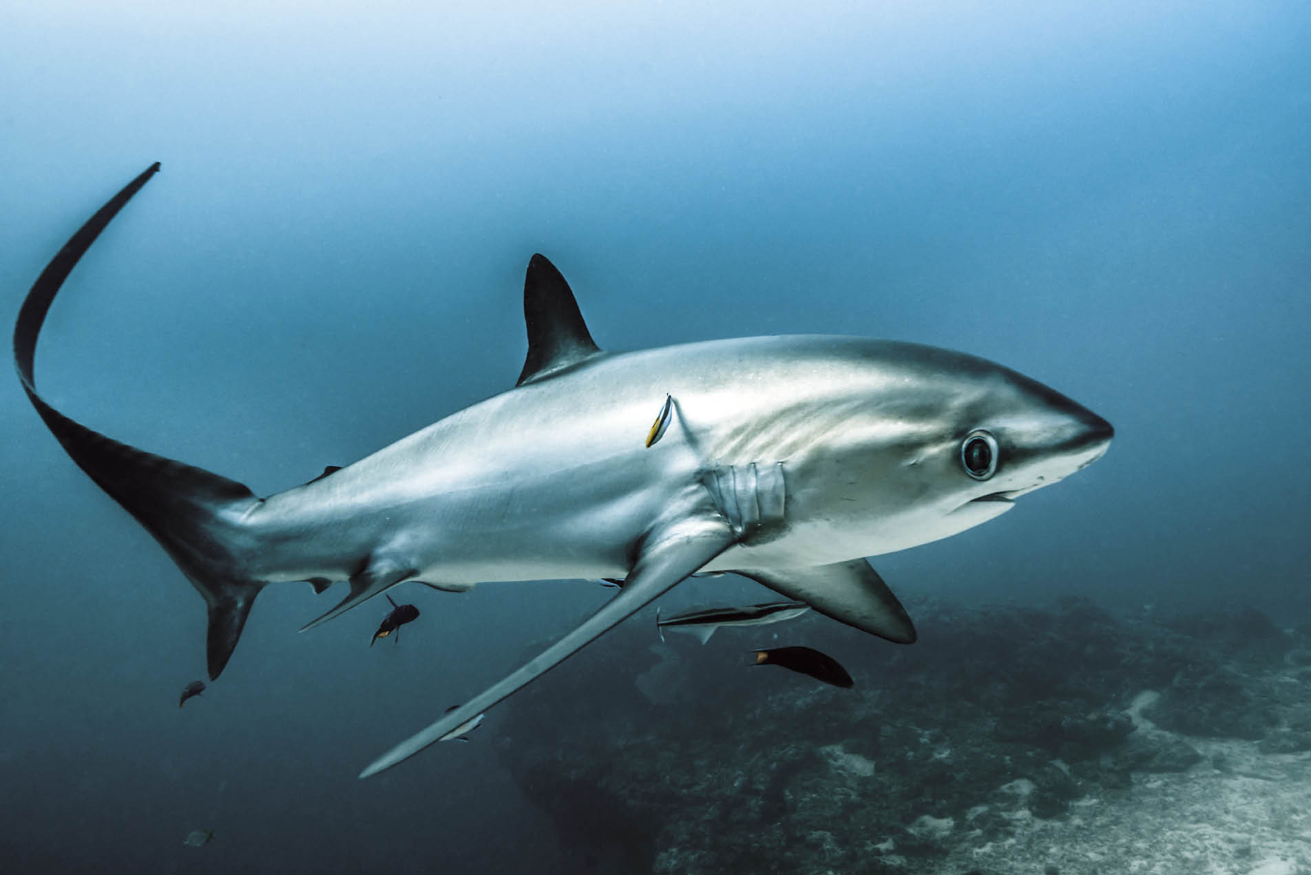 SEIFERT.ThresherShark__opt.jpeg SEIFERT.ThresherShark__opt.jpeg