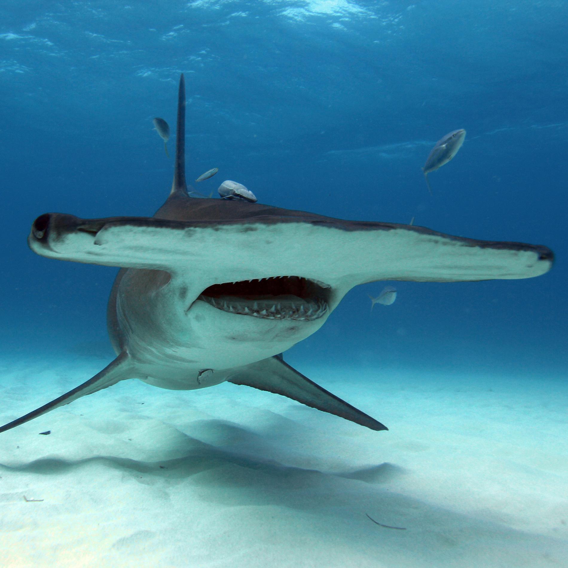 hammerhead-sharks_thumb.ngsversion.1498159813652.adapt.1900.1.jpg hammerhead-sharks_thumb.ngsversion.1498159813652.adapt.1900.1.jpg