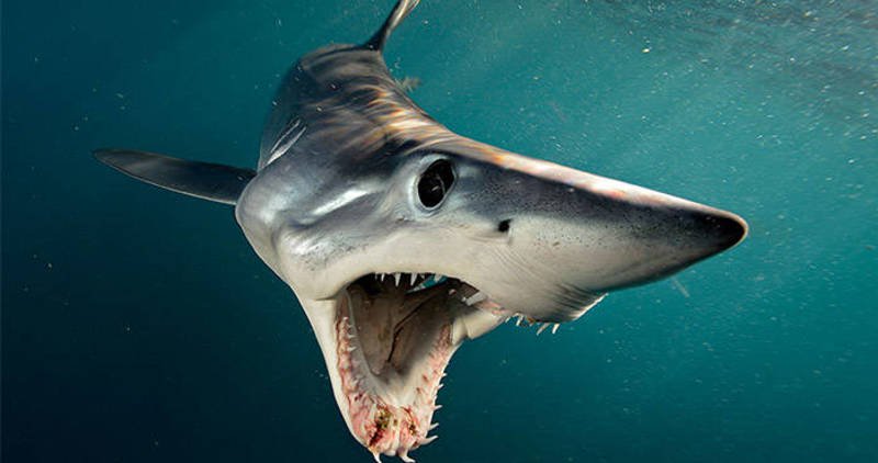 mako-open-mouth-og.jpg mako-open-mouth-og.jpg