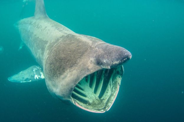 _87317757_baskingshark.jpg _87317757_baskingshark.jpg