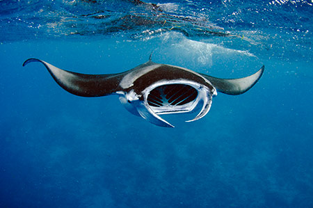 manta-ray-maldive-m-linda.jpg manta-ray-maldive-m-linda.jpg