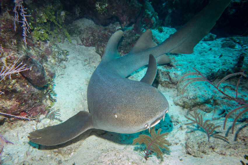 NURSE-SHARKS-IN-TCI.jpg NURSE-SHARKS-IN-TCI.jpg