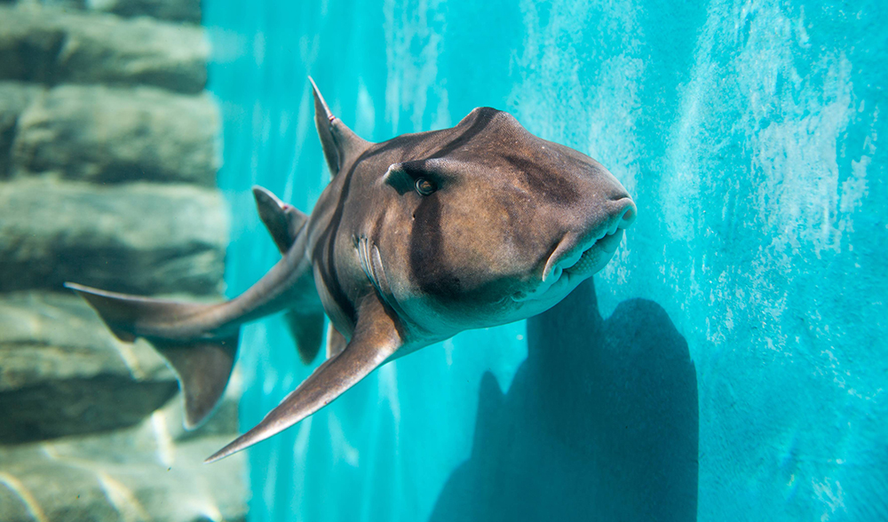 PJ-Zoo-PhotoPort-Jackson-Sharks-at-Taronga-27.jpg PJ-Zoo-PhotoPort-Jackson-Sharks-at-Taronga-27.jpg