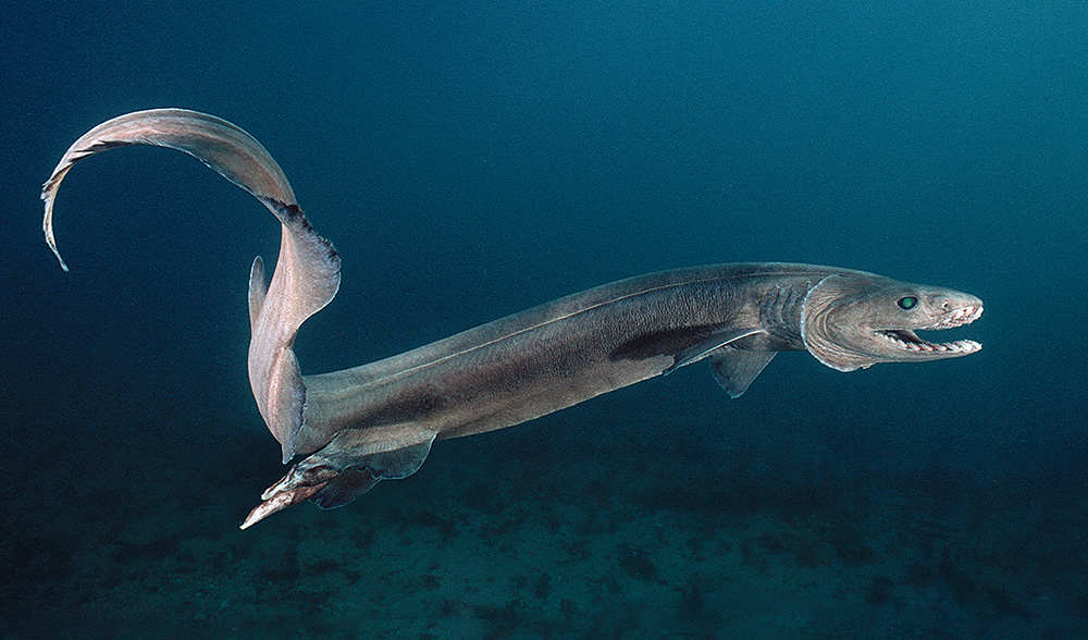 frilled-shark.jpg frilled-shark.jpg