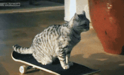 skateboardcat.gif skateboardcat.gif