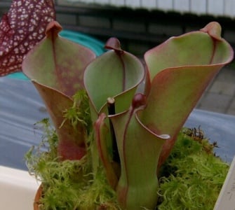 heliamphora.jpg heliamphora.jpg