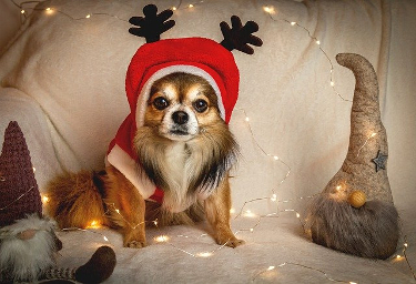 chihuahua.jpg chihuahua.jpg