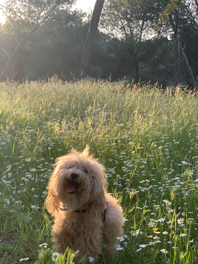 MeganDibble_0-1671818237376.png MeganDibble_0-1671818237376.png