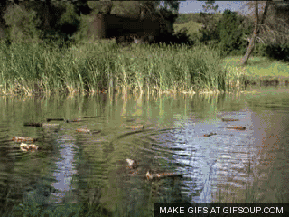 woodchuck.gif woodchuck.gif