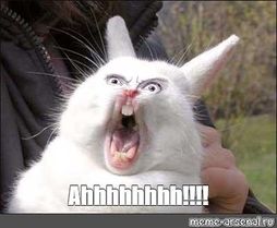 shannonem_1-1654788317243.jpeg shannonem_1-1654788317243.jpeg