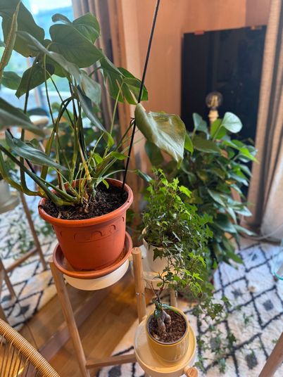 plants.jpg plants.jpg