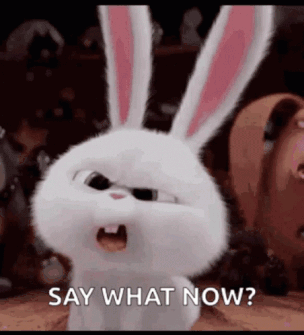 BunniesWhatGIF.gif BunniesWhatGIF.gif