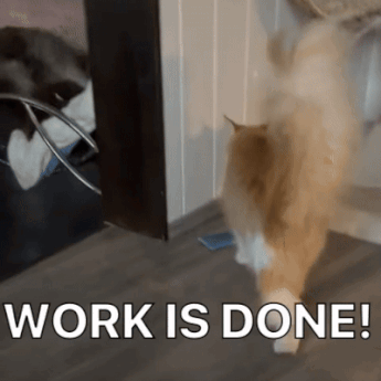 DiekatzleiDieKatzleiGIF.gif DiekatzleiDieKatzleiGIF.gif