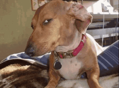 GreenhairbilSusDogGIF.gif GreenhairbilSusDogGIF.gif