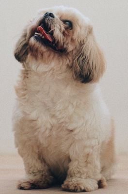 image_dogchallenge.jpg image_dogchallenge.jpg