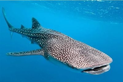 challenge 311 .jpg challenge 311 .jpg