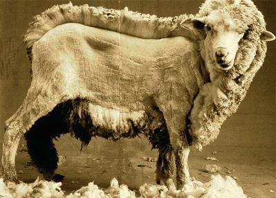 sheep-before-after.jpg sheep-before-after.jpg